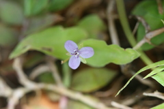 Murdannia spirata